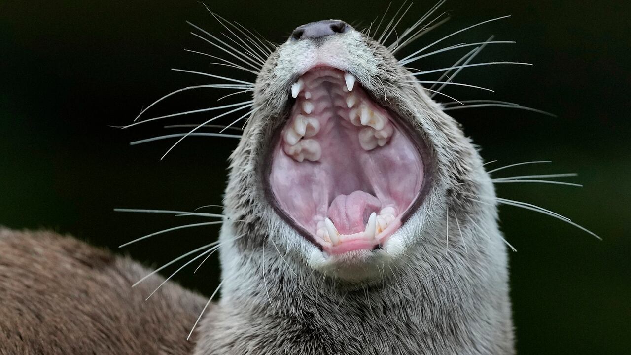 Los afectados por el ataque de la nutria recibieron atención médica inmediata.
