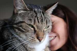 Los gatos son animales muy cariñosos.