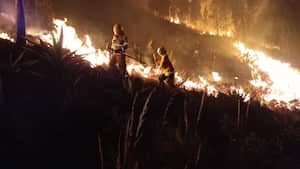 Los reportes hablan al menos 900 hectáreas vueltas, cenizas y algunos animales de la zona como zarigüeyas afectadas por el fuego en Cerro Gordo, punto exacto de las conflagraciones.