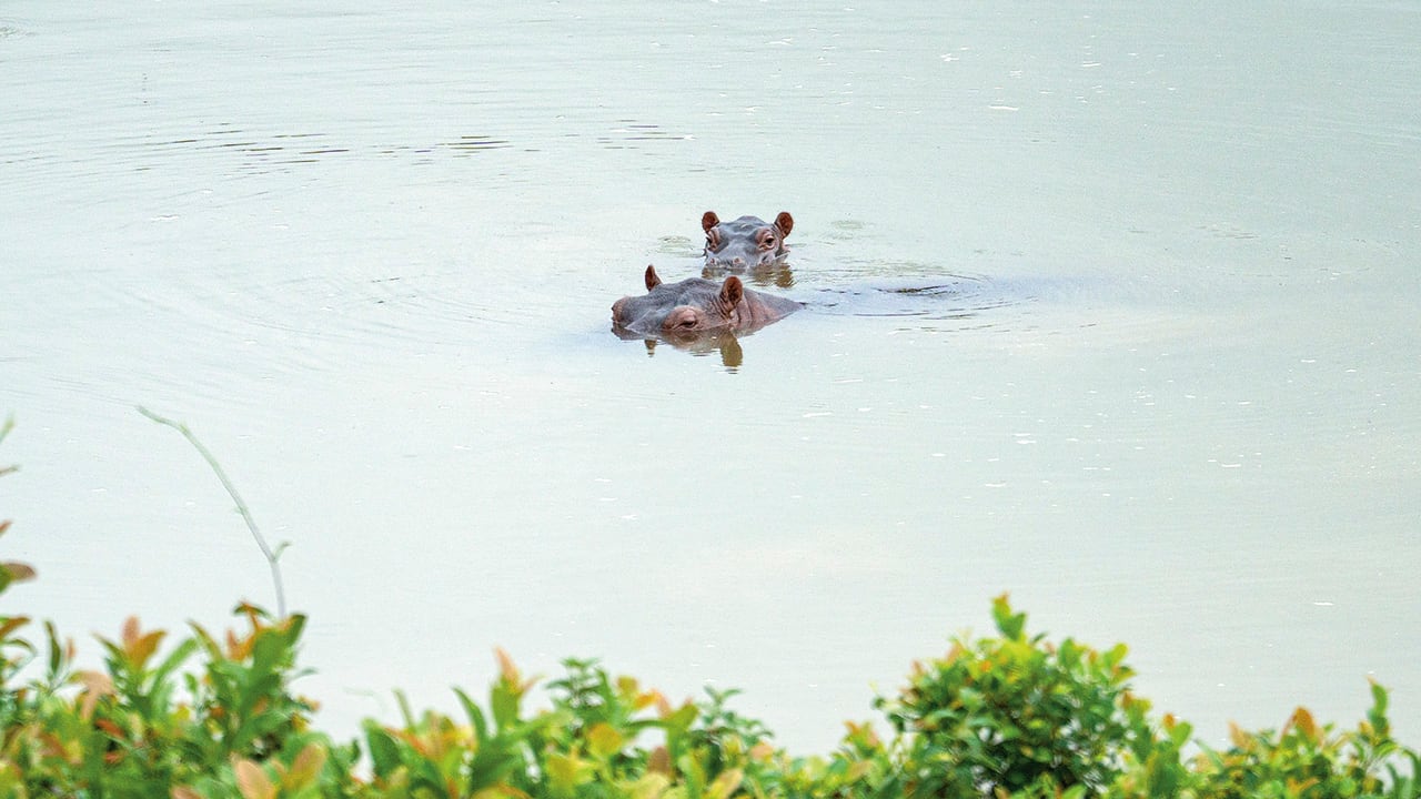 Los pobladores de la zona dicen que los hipopótamos son muy territoriales y han causado la muerte de varias reses, así como de otros animales de la región. 