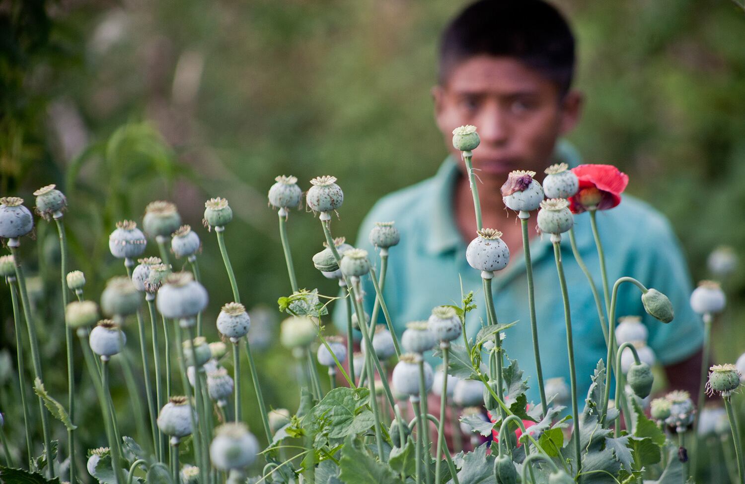 Los niños del opio / Cristopher Rogel Blanquet Chávez (México)