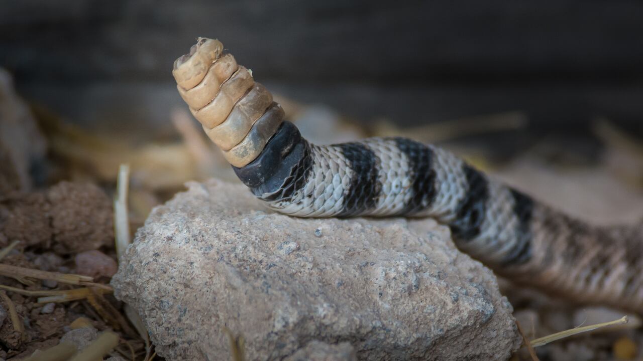 La ciencia exploró una pregunta clave y halló respuestas que podrían estar presentes desde el nacimiento.