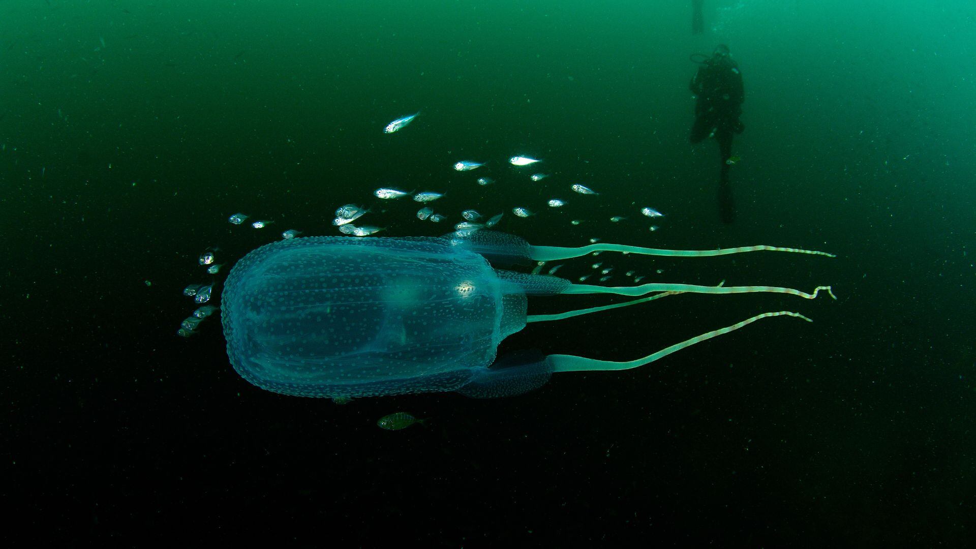 Es un invertebrado marino perteneciente al grupo científico Cubozoa.