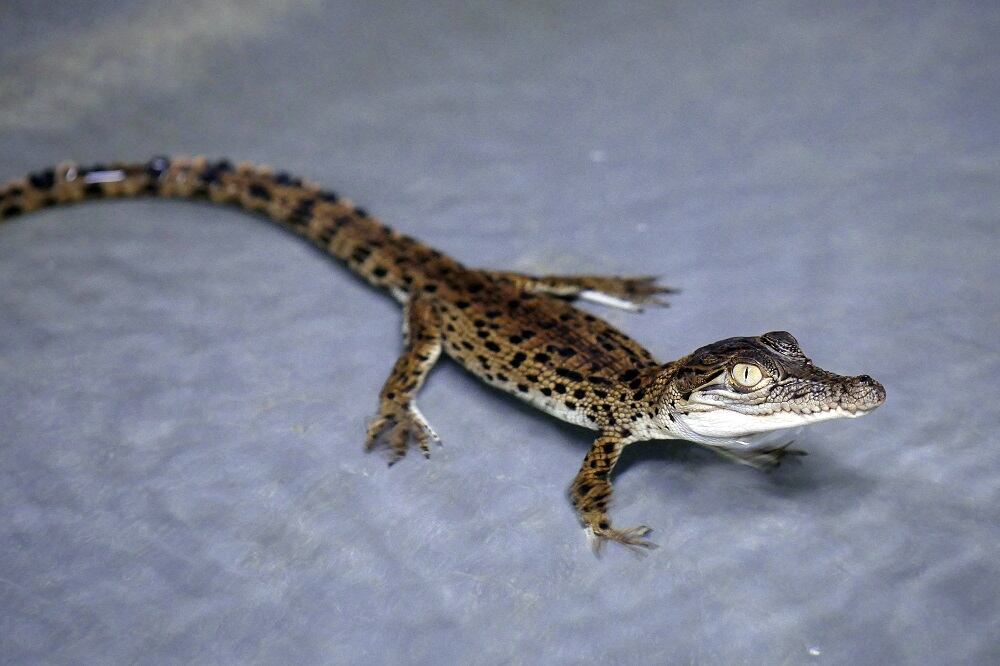 Cocodrilo en Australia