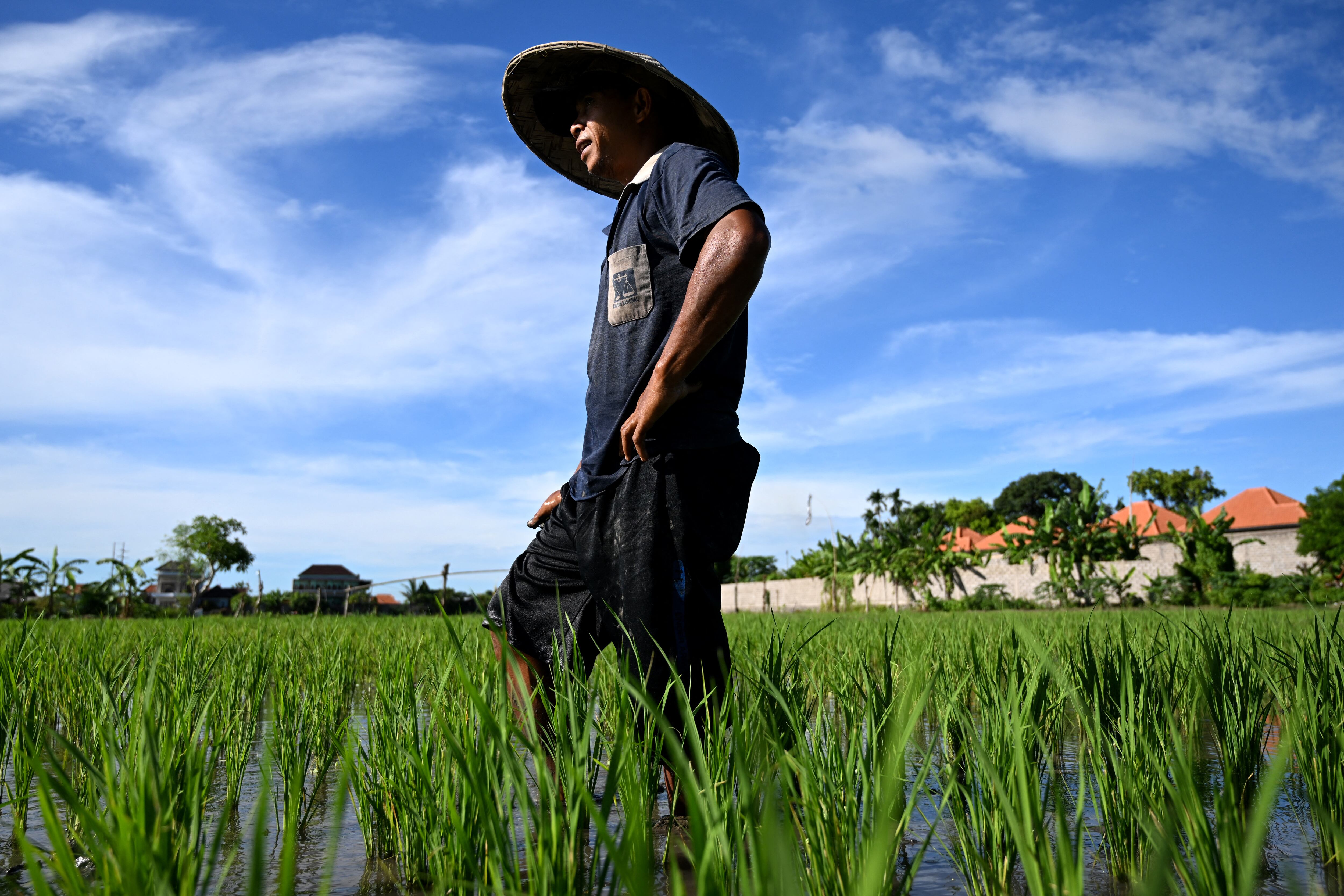 Granjeros cultivando sus campos de arroz.
