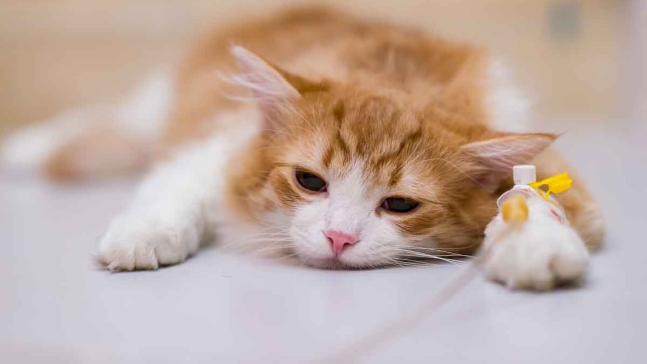 Pánico por nuevo brote de virus letal para gatos.