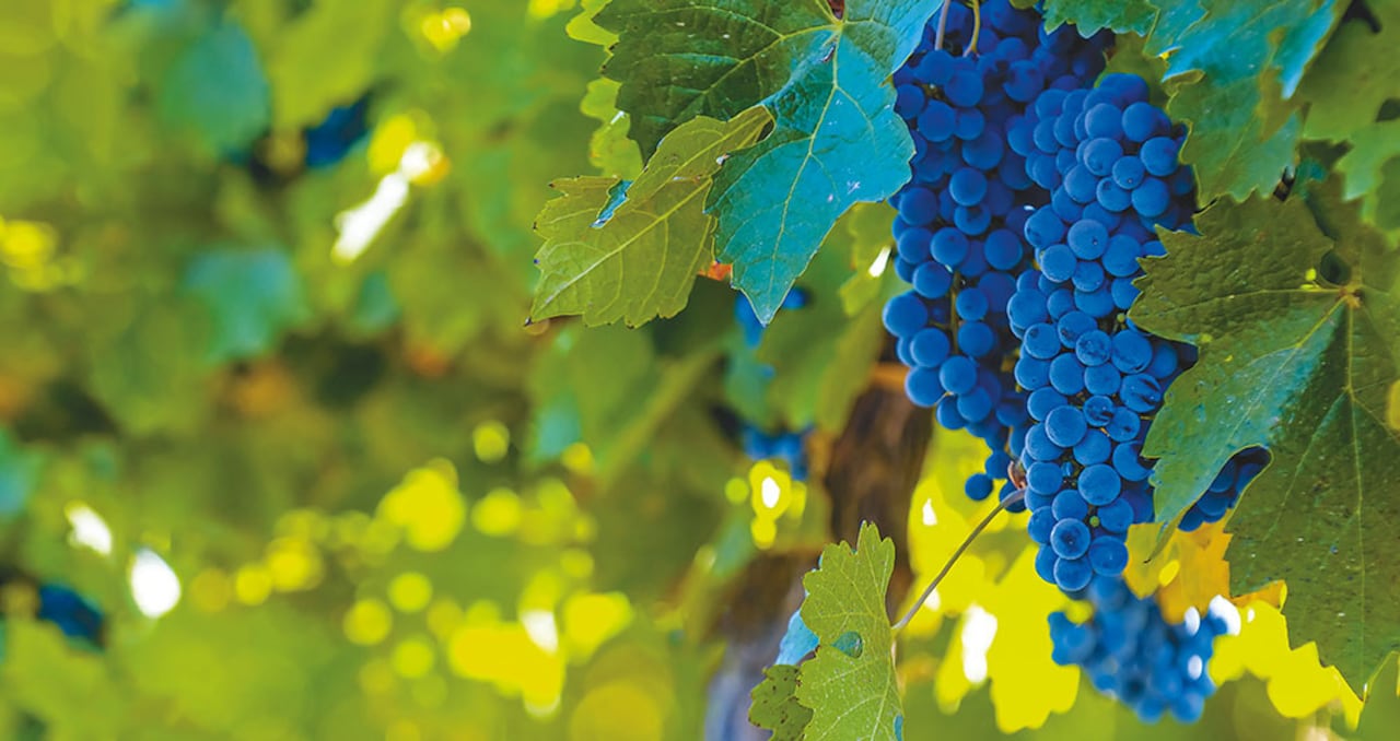 Viñedo en Mendoza (Argentina)