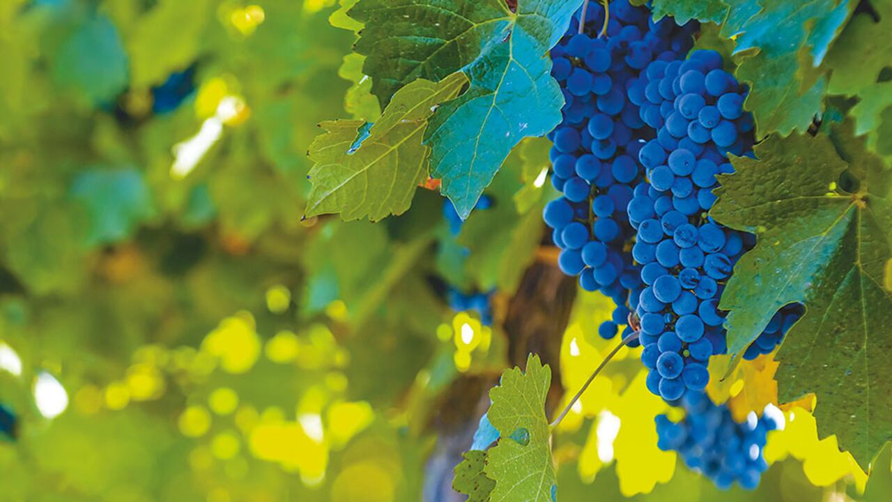 Viñedo en Mendoza (Argentina)