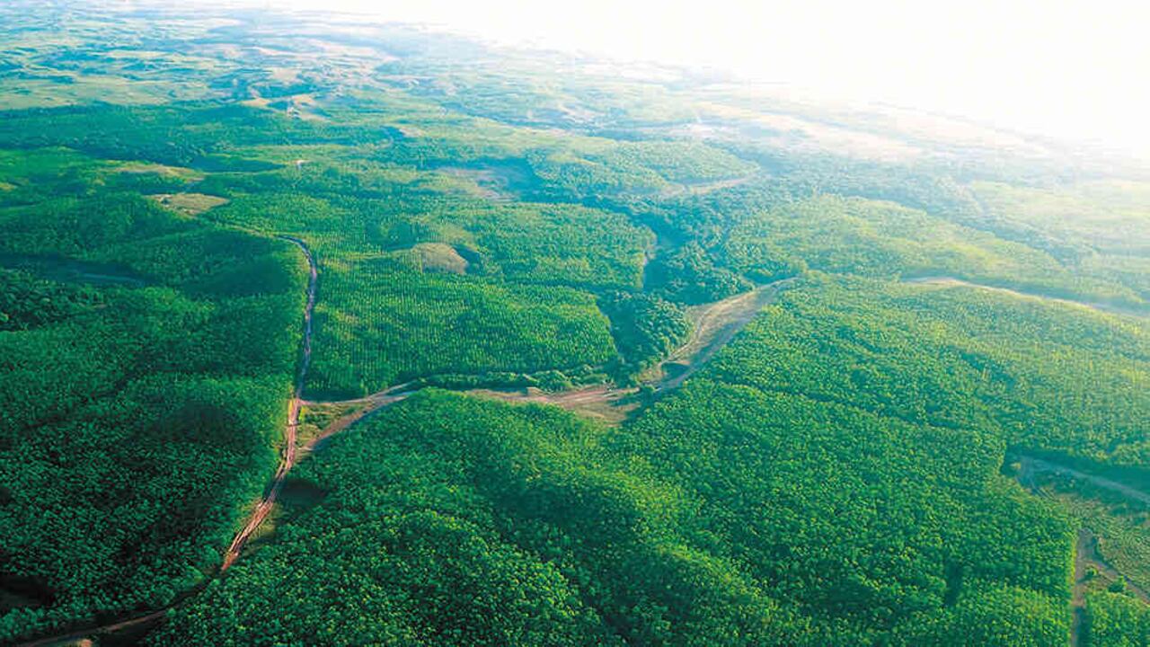 Colombia tiene un gran potencial debido a la disponibilidad de tierras y la oportunidad de contribuir a la preservación de la flora y la fauna.