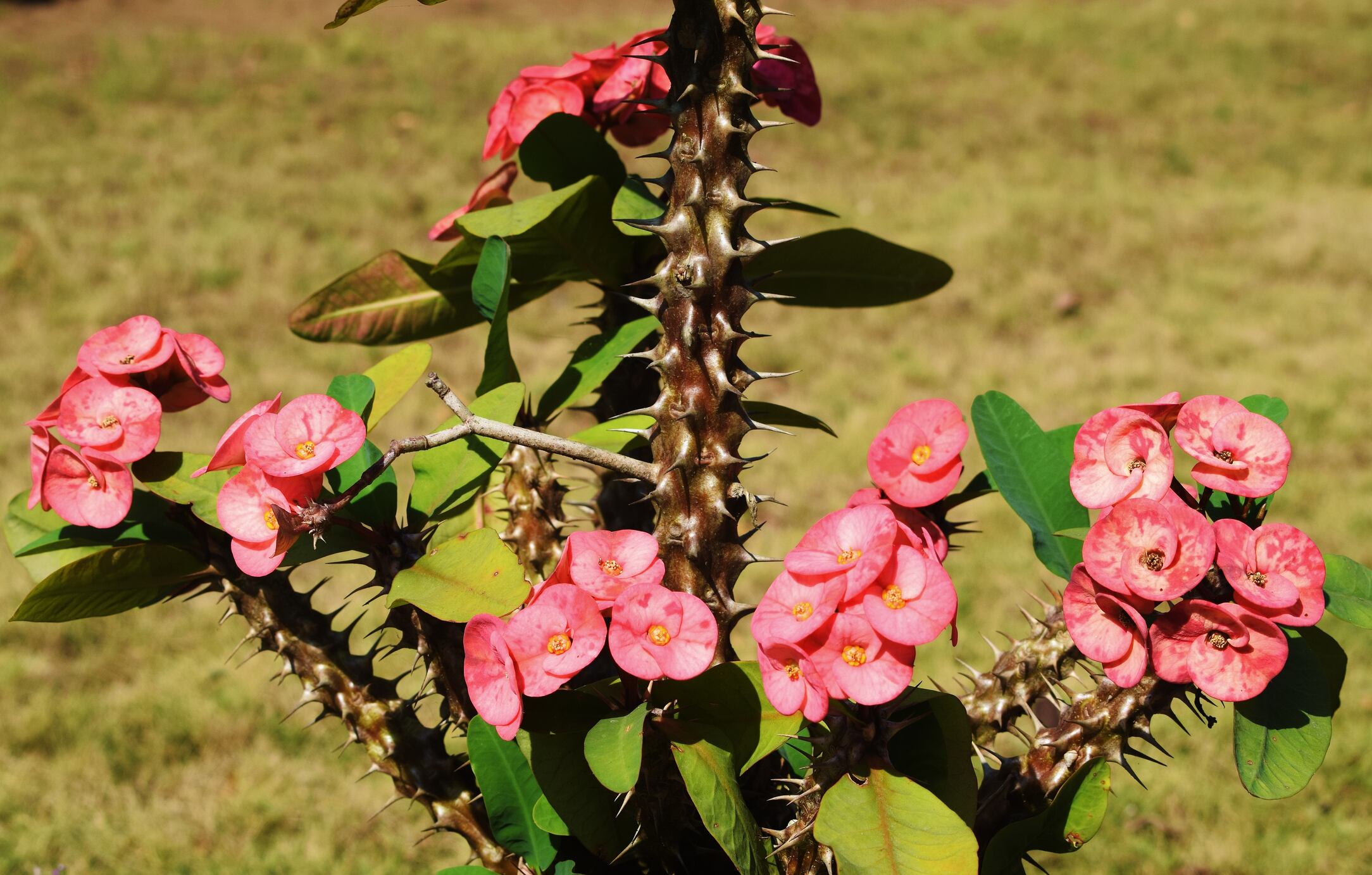 Corona de Cristo: significado de regalarla