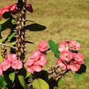 Corona de Cristo: significado de regalarla