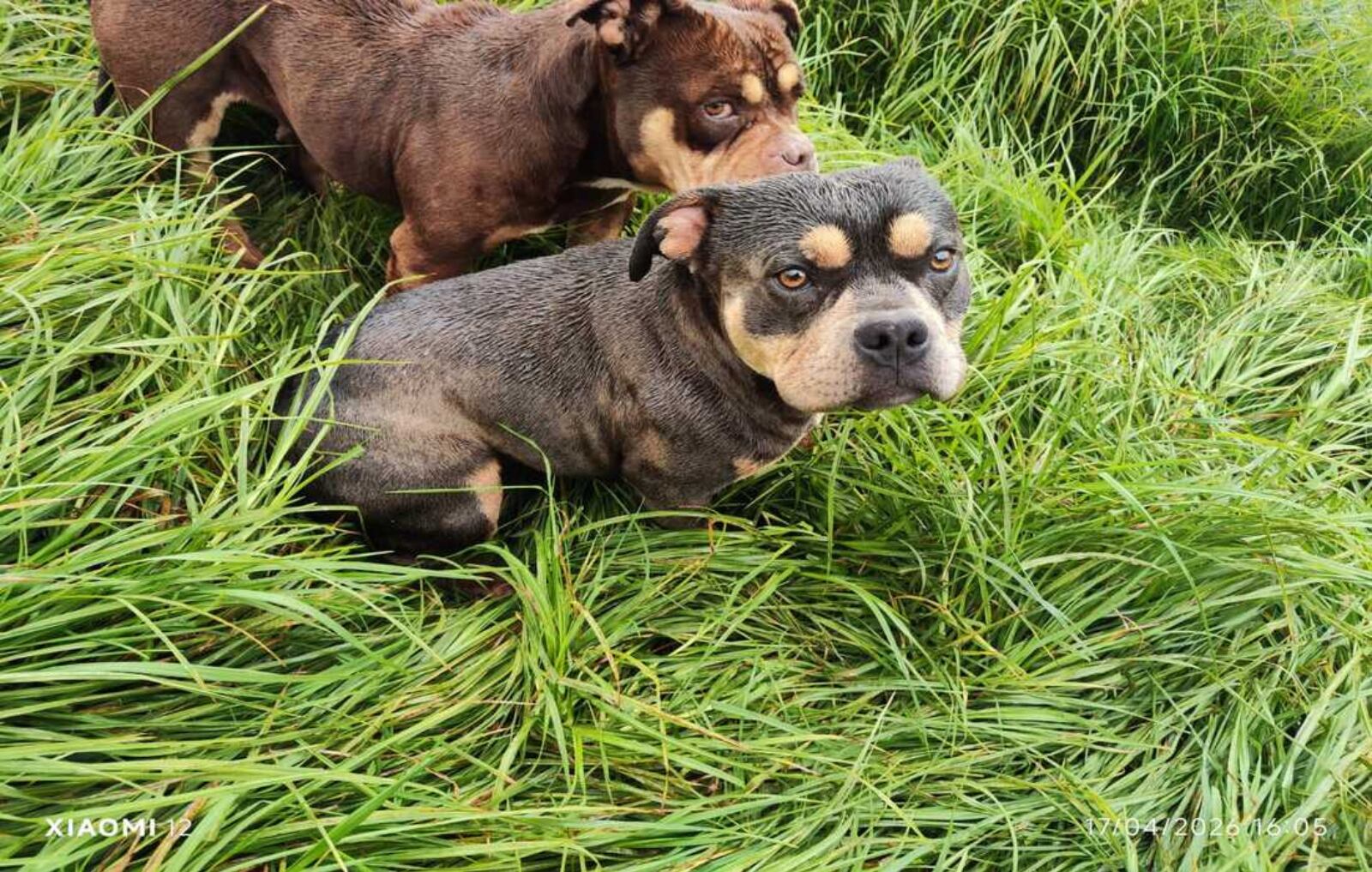 Policía rescata a animales en estado de desnutrición y abandono