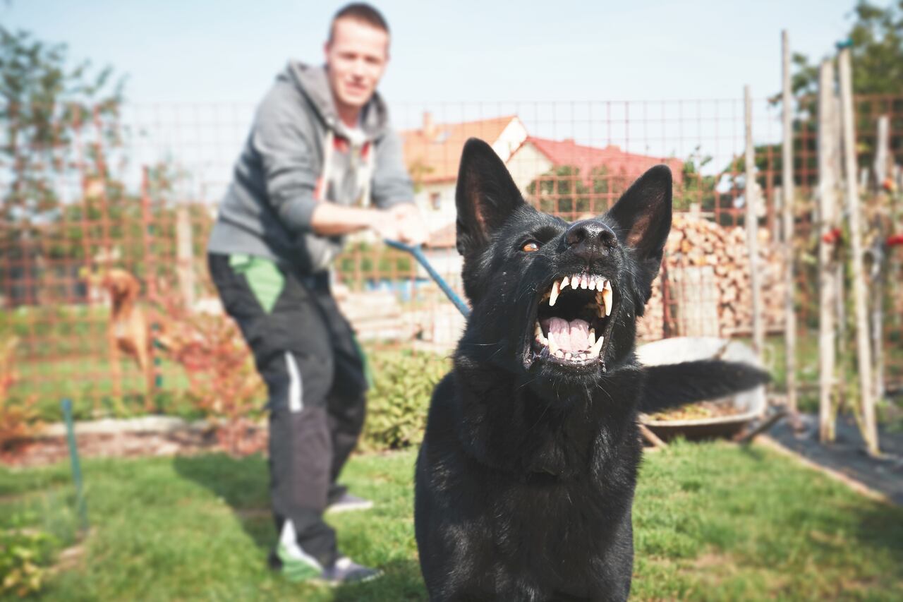 Perro con rabia