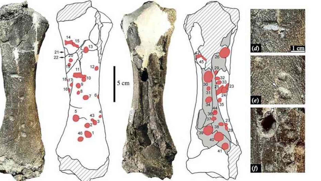 Fósiles en la Amazonia.