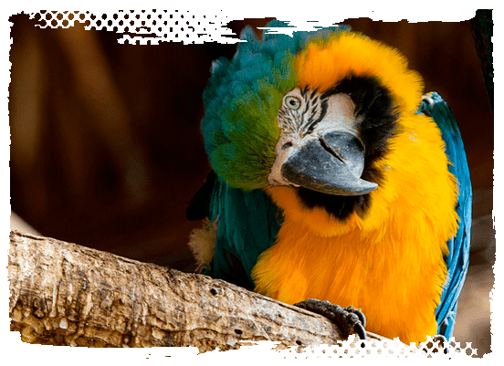 Especies de animales de Guátika