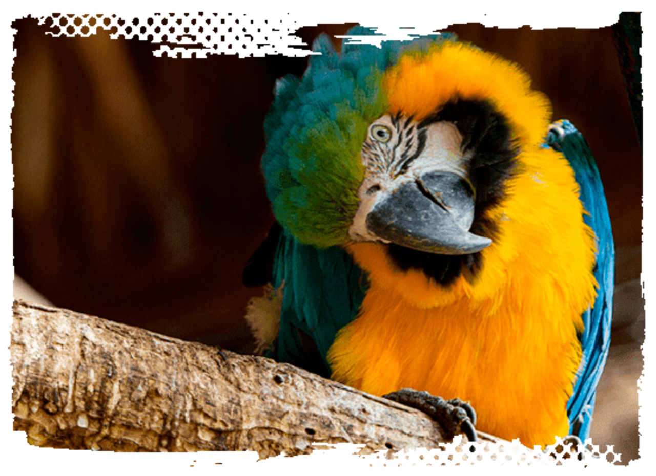 Especies de animales de Guátika