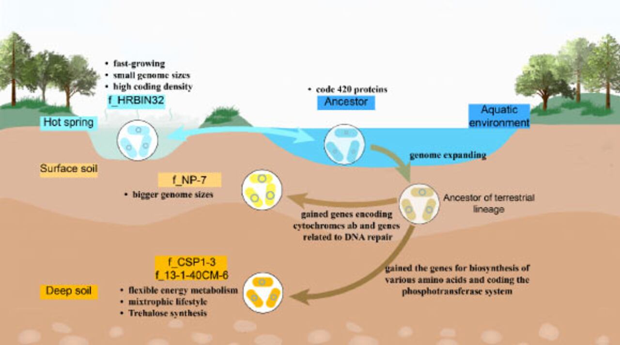 Descubren bacterias que ayudan a limpiar el agua mientras se filtra en el suelo.