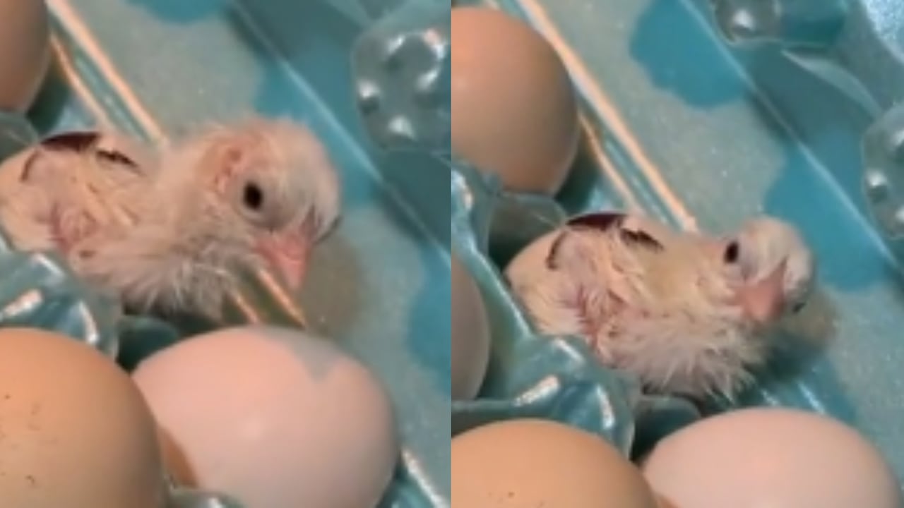 El pollito recién había salido de su cascarón.
