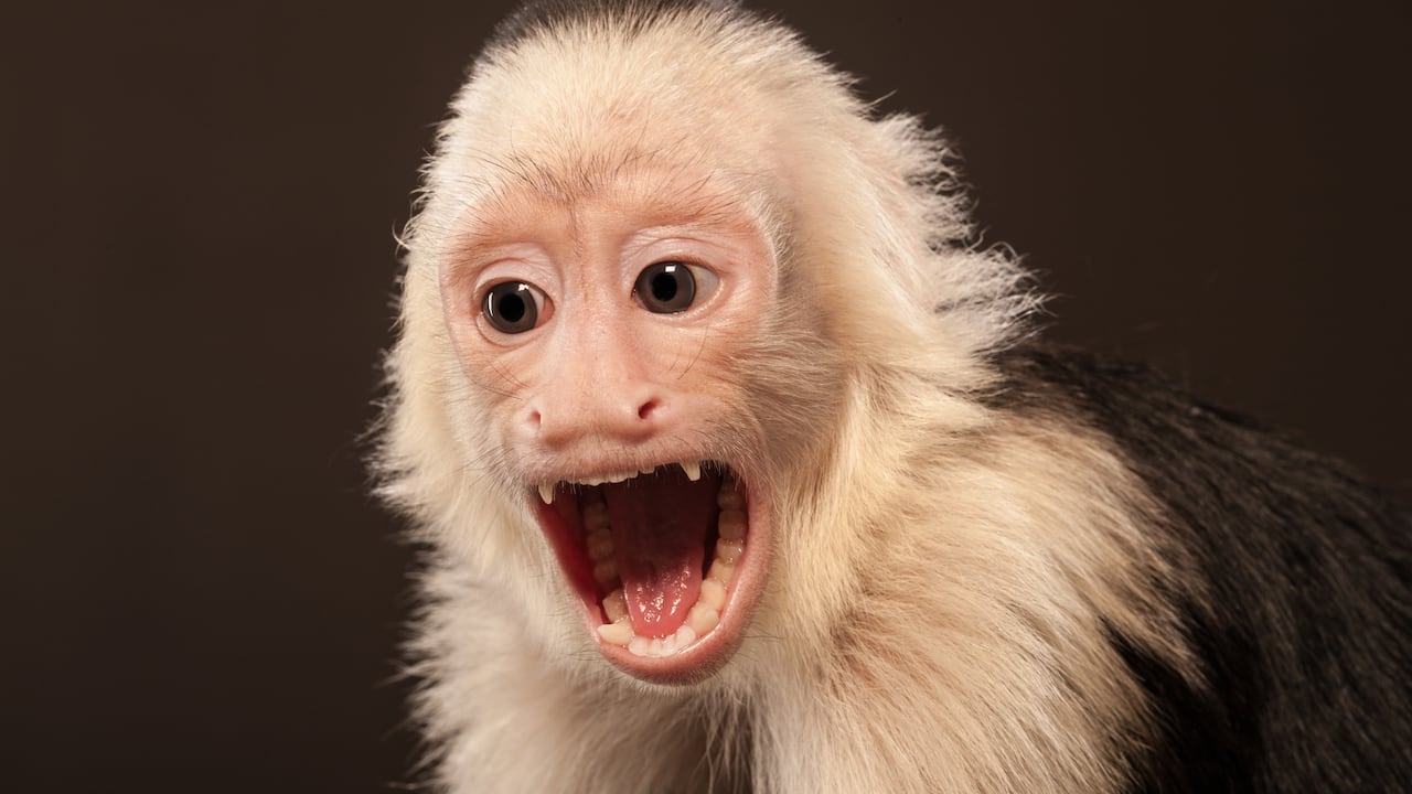 El virus vendría de los monos