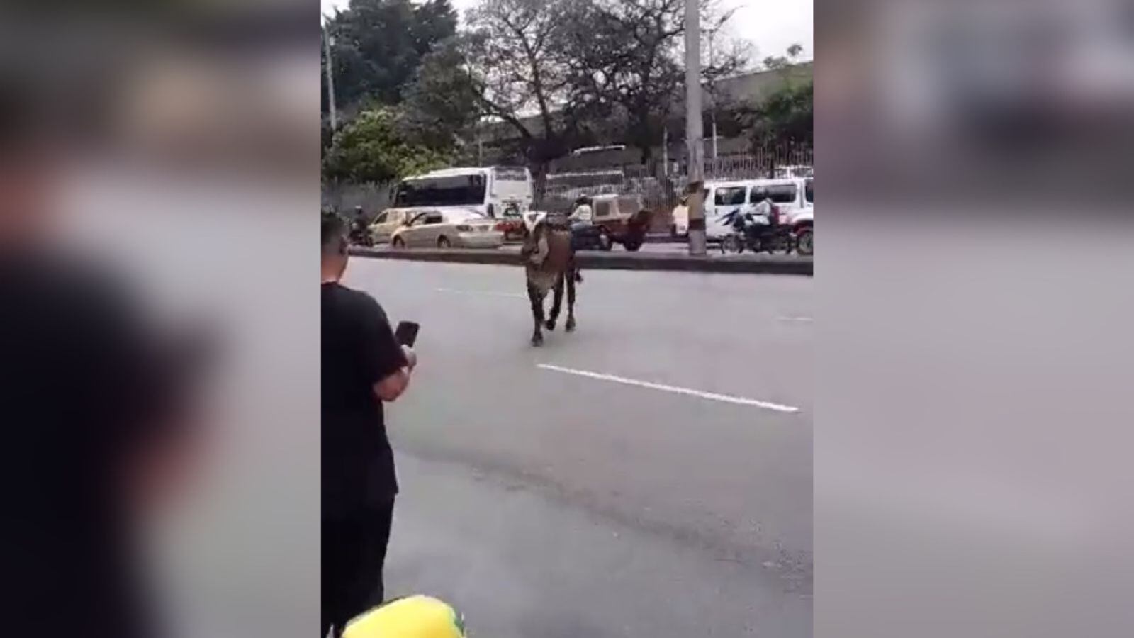 La vaca se veía molesta por razones desconocidas.