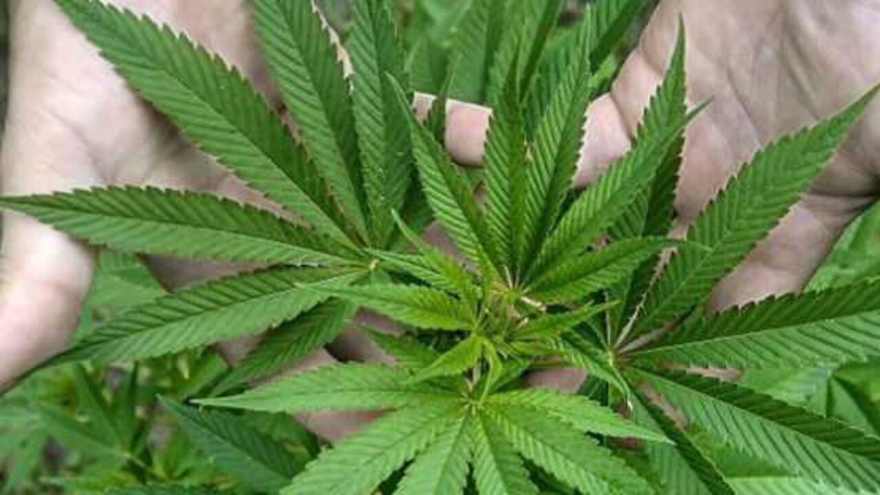 La futura modificación del decreto apuntará a que sean incluidos el uso medicinal y científico de la amapola y la coca.