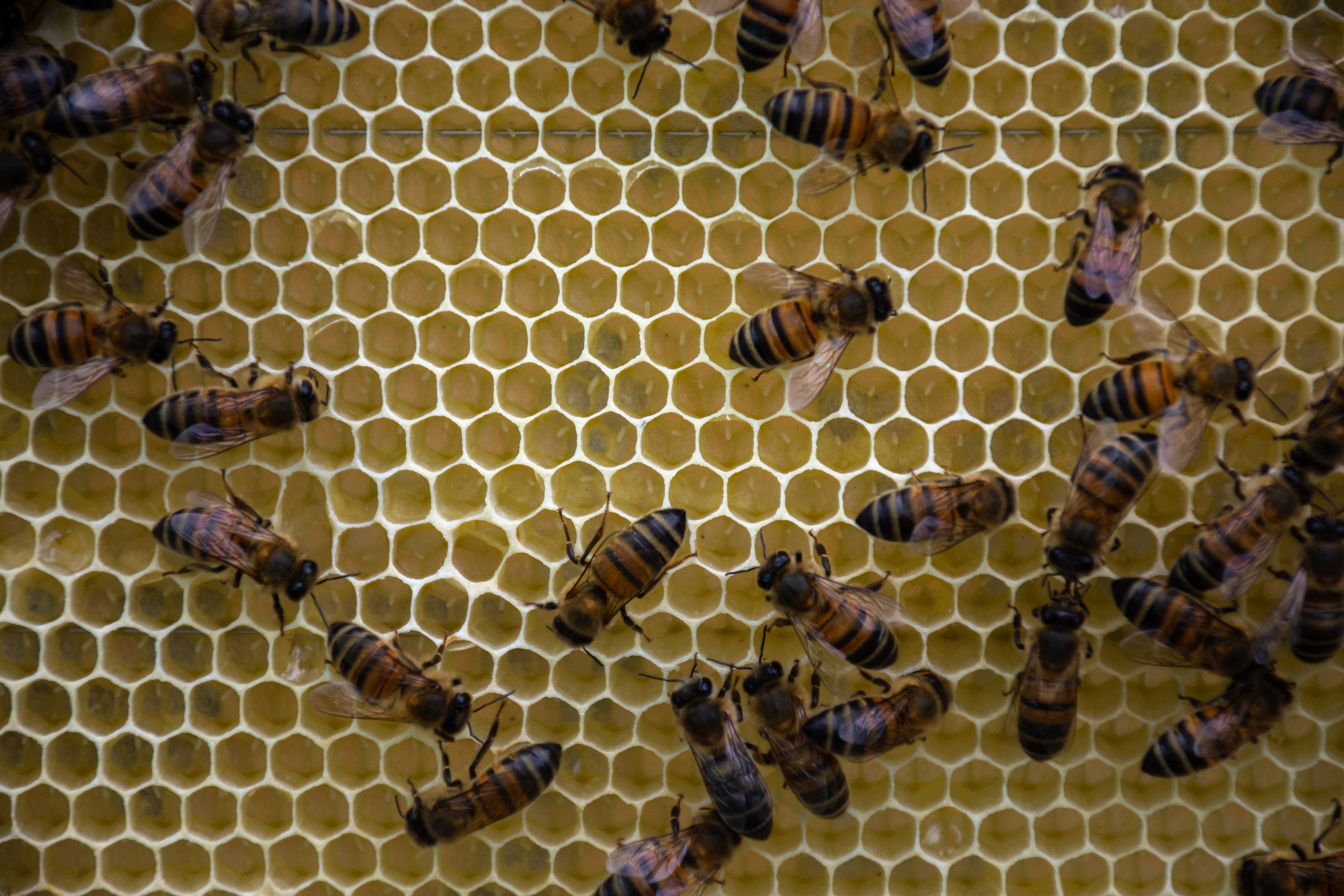 La Fundación Jaime Duque ha rescatado cerca de siete colmenas, vitales para la protección de ecosistemas locales.