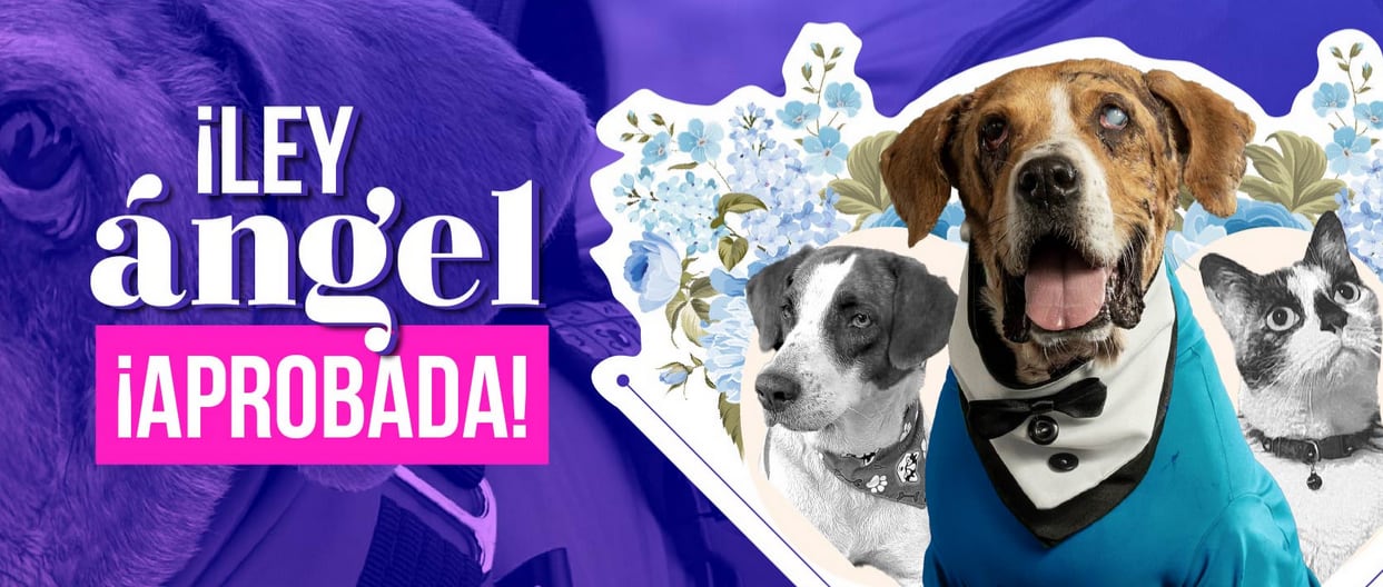 Foto promocional de la Ley Ángel