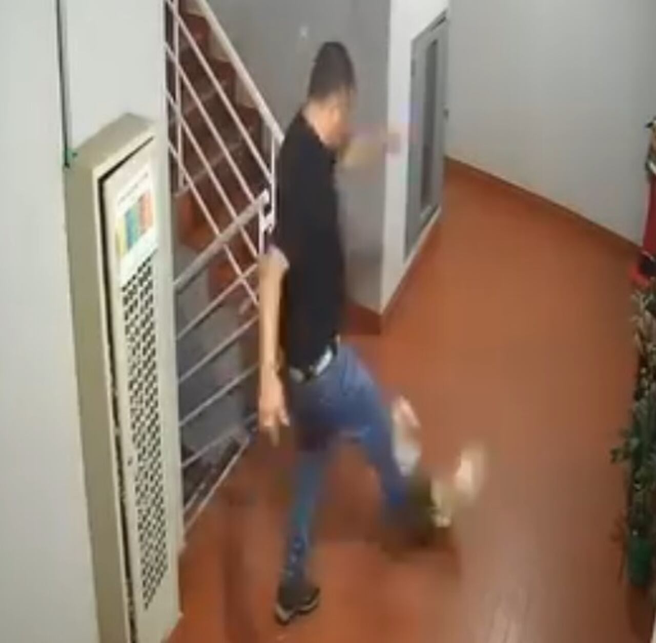 Este es el momento cuando este ciudadano le propina una patada al animal, luego no obedecer la orden de subir las gradas, como quedó registrado en el vídeo de la camára de seguridad.