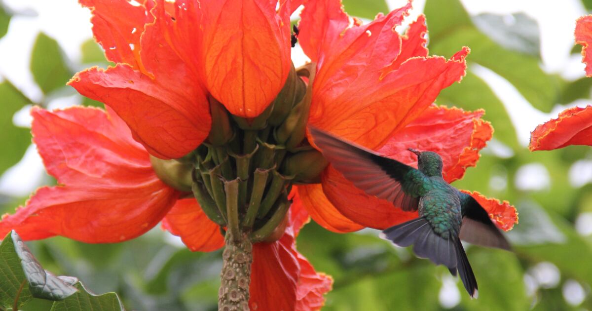 Colibrí en humedal de Cundinamarca.