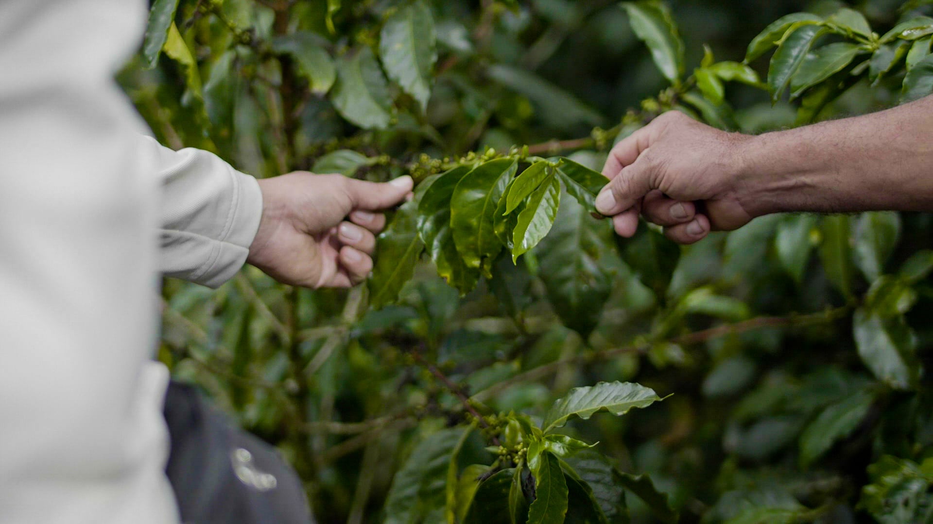 Las inversiones realizadas por Matiz en los programas de sostenibilidad han beneficiado a más de 900 familias colombianas.