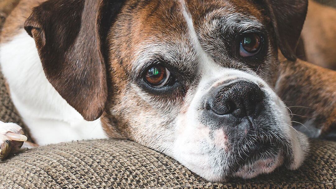 ¿Cómo tratar a un perro con demencia?