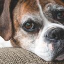 ¿Cómo tratar a un perro con demencia?