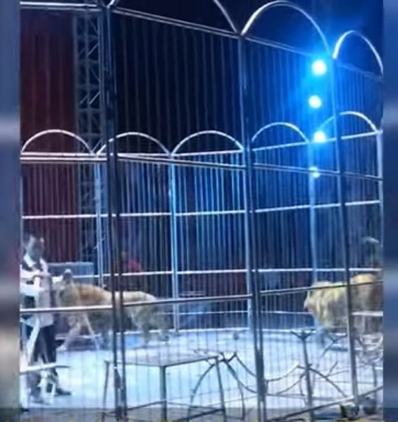 Leones antes de escapar