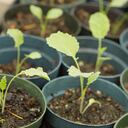 Vegetable Plants for Sale