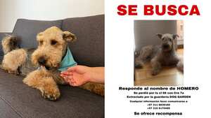 Reportan perro desaparecido en Bogotá. Responde al nombre de Homero y padece dura condición de salud en su piel.