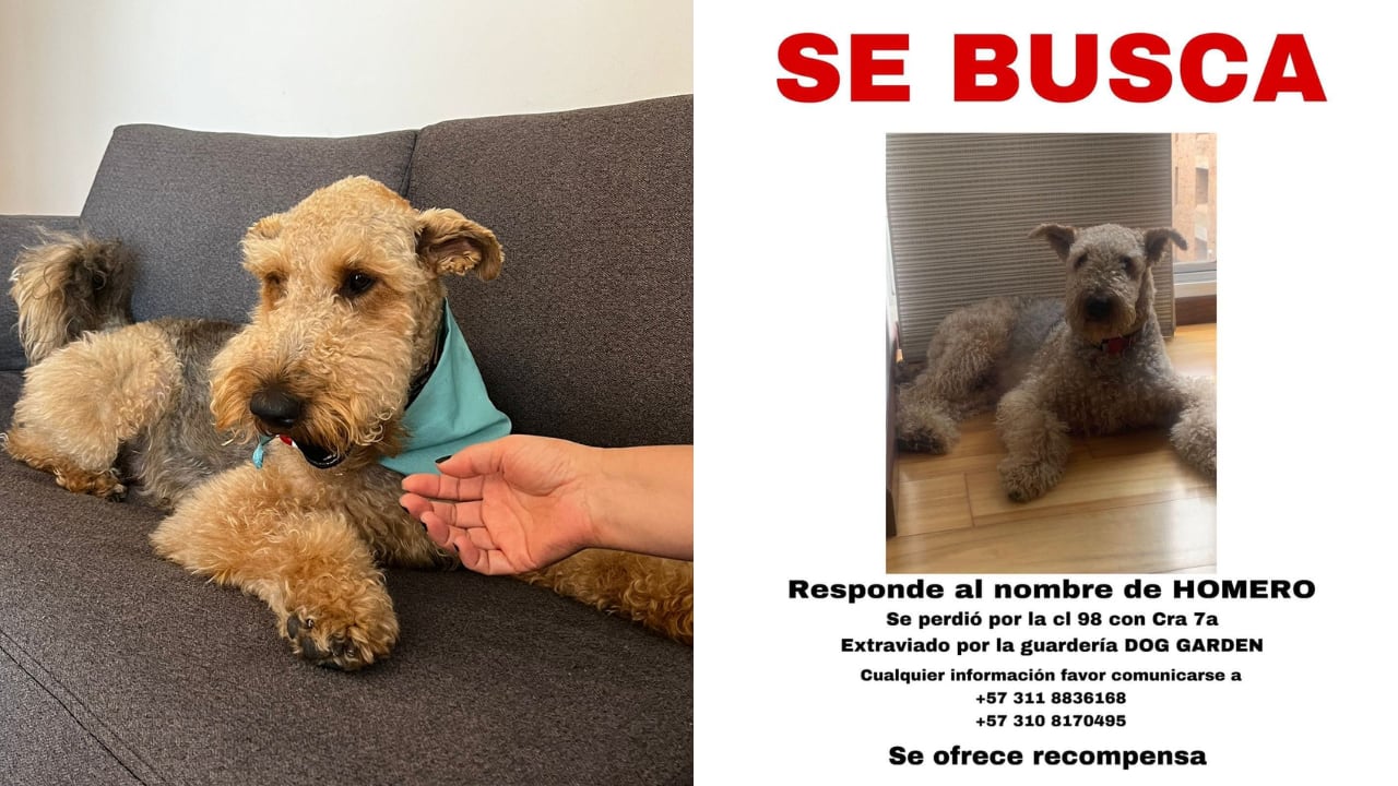 Reportan perro desaparecido en Bogotá. Responde al nombre de Homero y padece dura condición de salud en su piel.