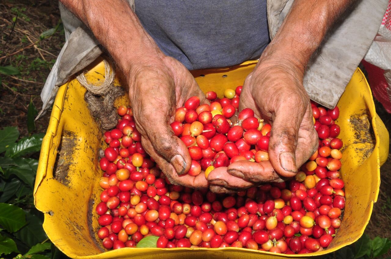 La caficultura es una actividad de pequeños productores, la mayoría con solo 0.5 hectáreas, según informó el Comité de Cafeteros del Valle. Sin embargo, es un producto del que viven más de 23 mil familias en esta región. Foto: Cortesia para El País.
