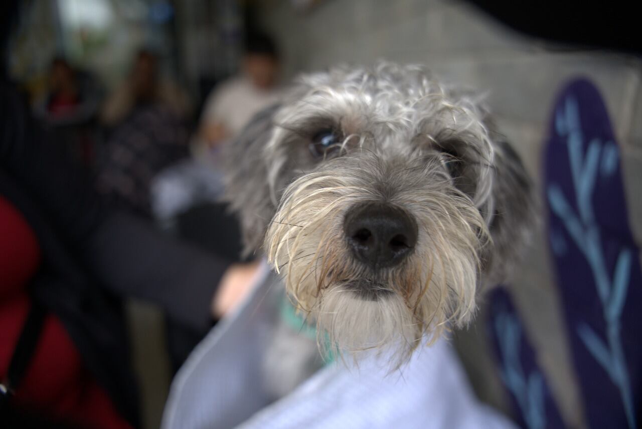 Las cajas de compensación familiar abrirán servicios para las mascotas de sus afiliados.