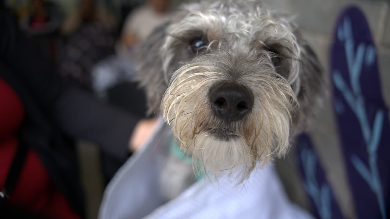 Las cajas de compensación familiar abrirán servicios para las mascotas de sus afiliados.