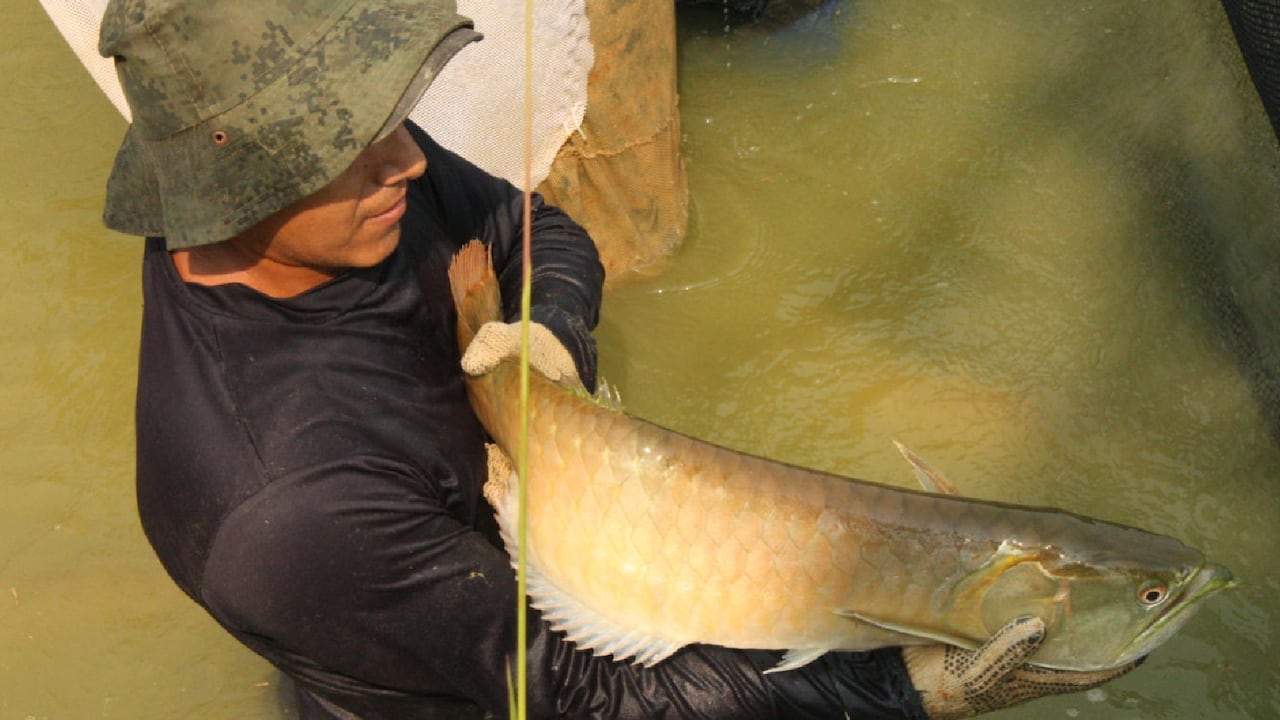 El arawana plateado del Amazonas está convirtiéndose en un paz demandado por aficionados chinos.