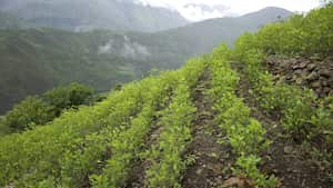 La ONU advirtió en un informe de este 2023, que la producción y circulación de drogas ilícitas se había disparado.