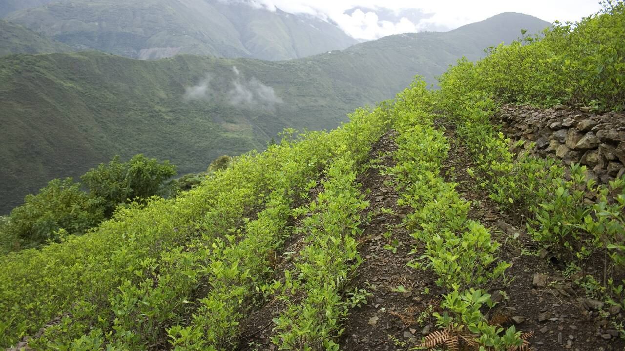 La ONU advirtió en un informe de este 2023, que la producción y circulación de drogas ilícitas se había disparado.