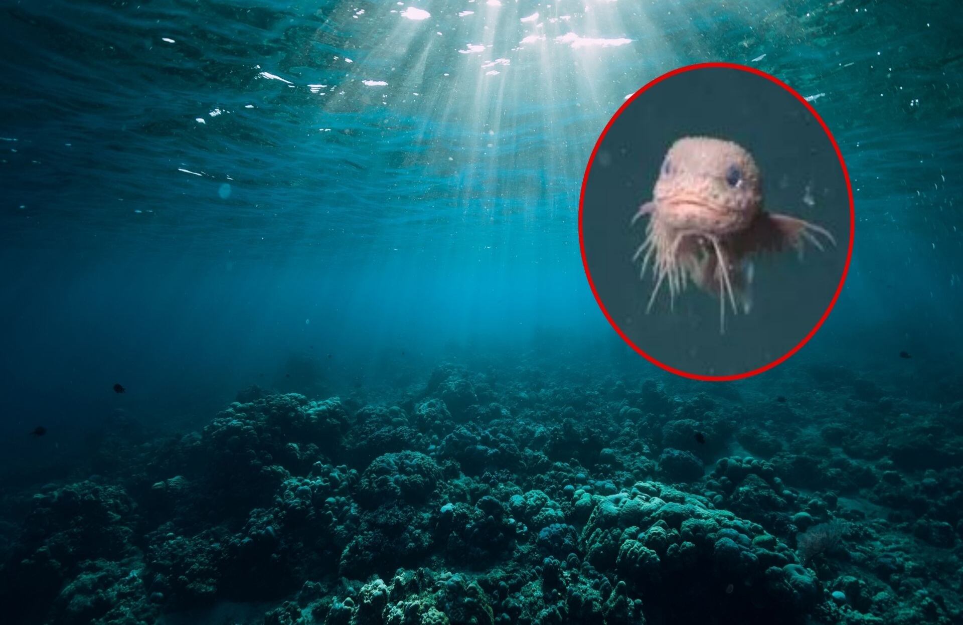 El hallazgo fue publicado en la revista Ichthyology and Herpetology.