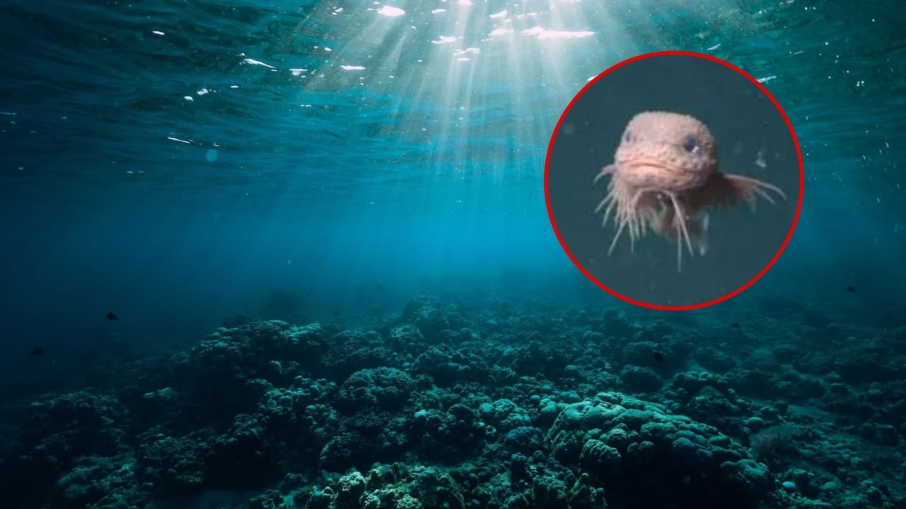 El hallazgo fue publicado en la revista Ichthyology and Herpetology.