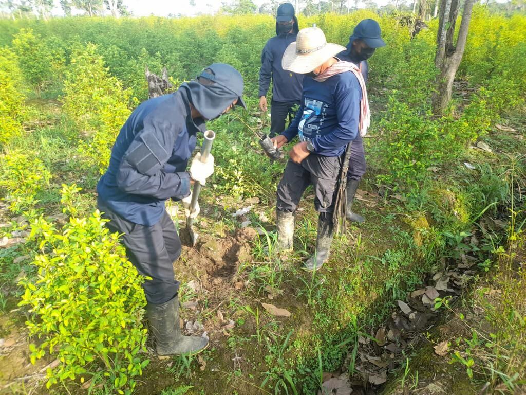 Para erradicar cultivos ilícitos en el Urabá Chocoano