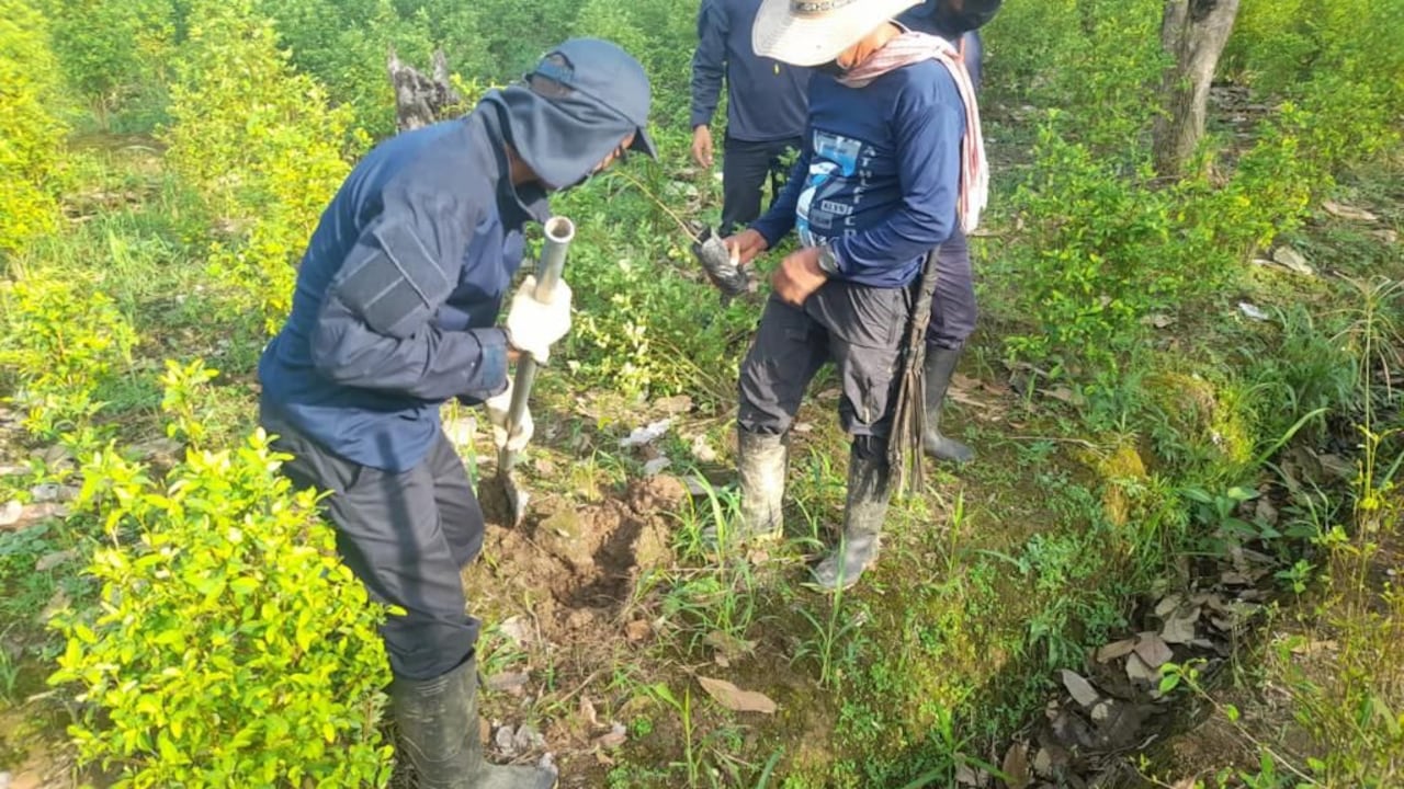 Para erradicar cultivos ilícitos en el Urabá Chocoano