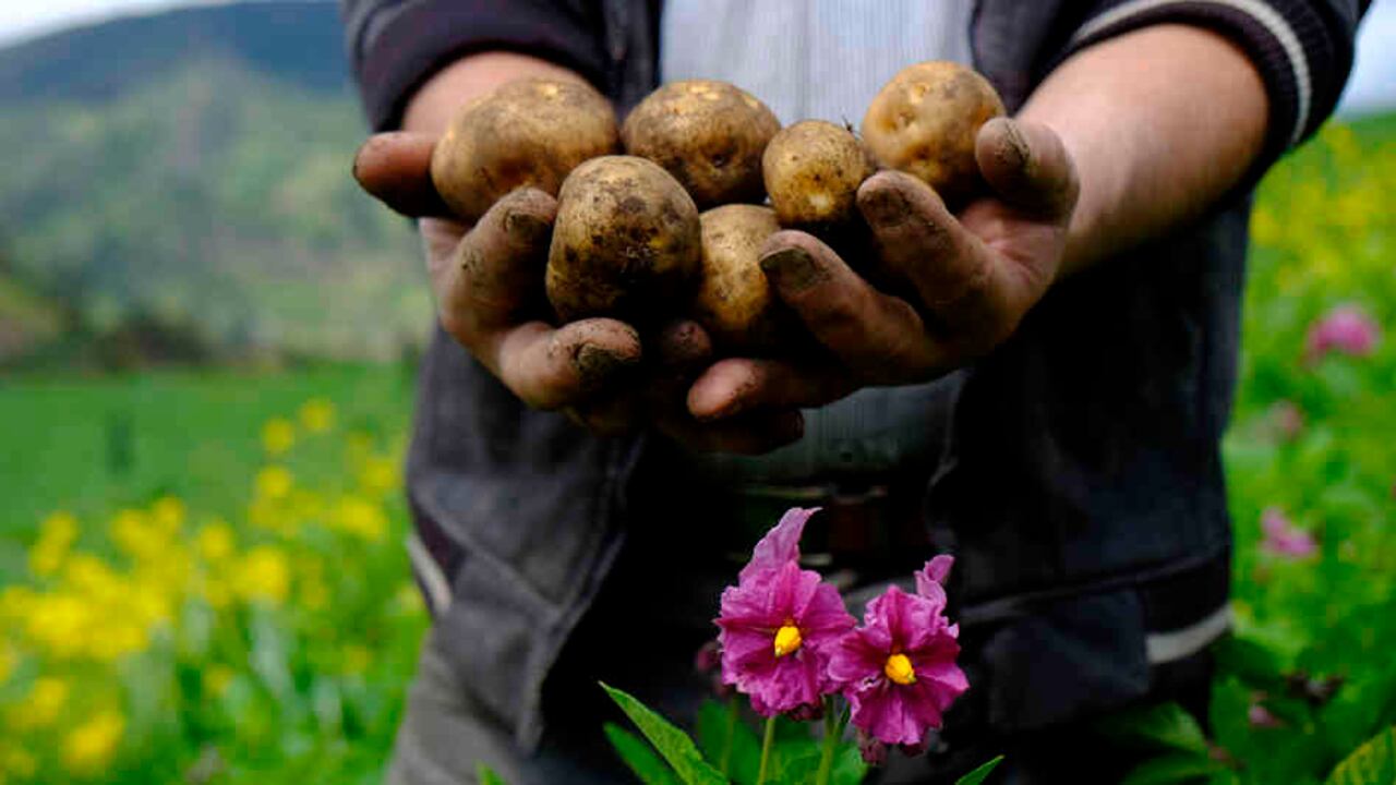 "En Colombia se pierden y desperdician un poco más de 9 millones de toneladas de alimentos al año."