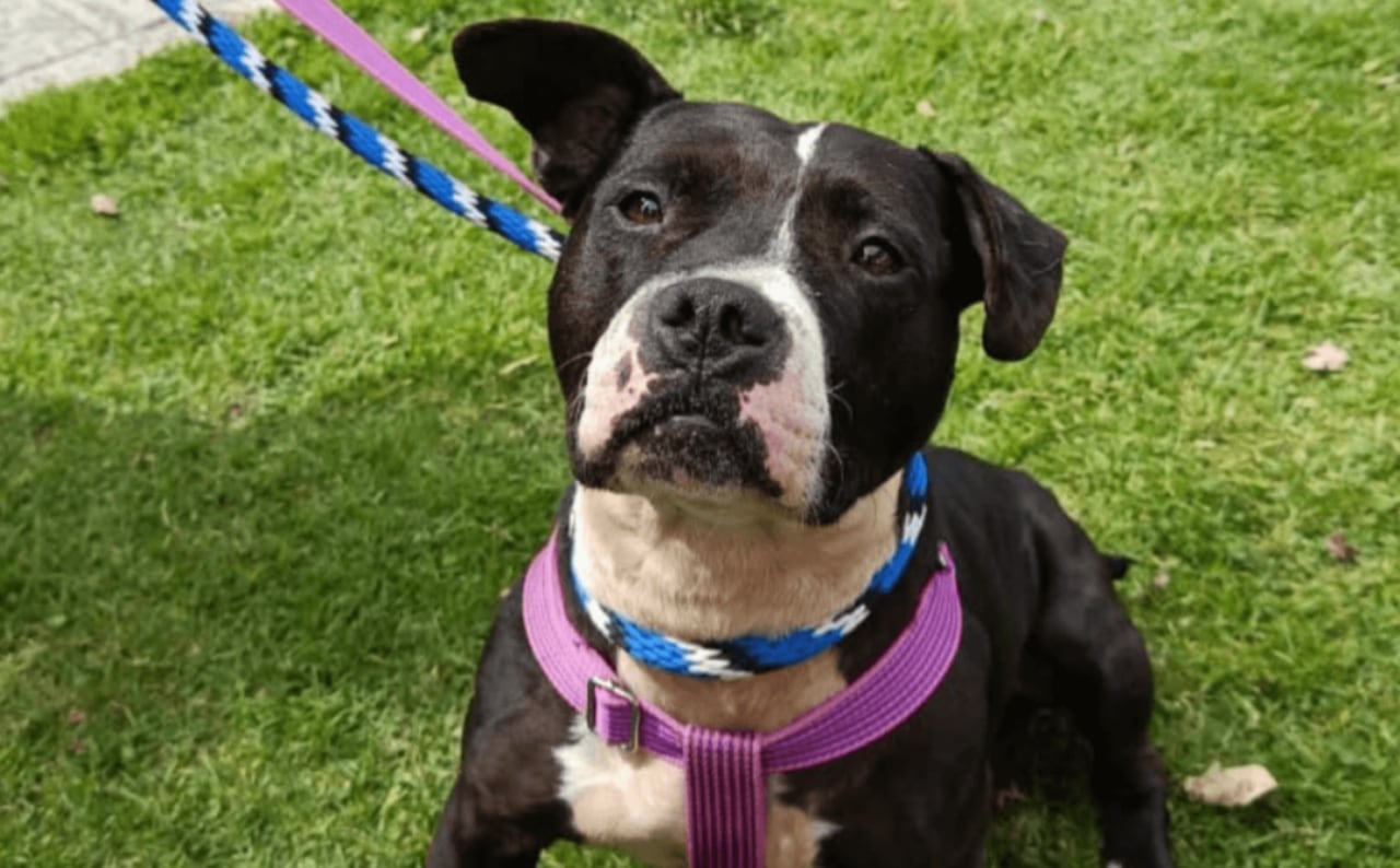 Adopción de perros