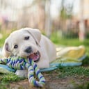 El tiempo es acorde a la edad y la raza del canino.