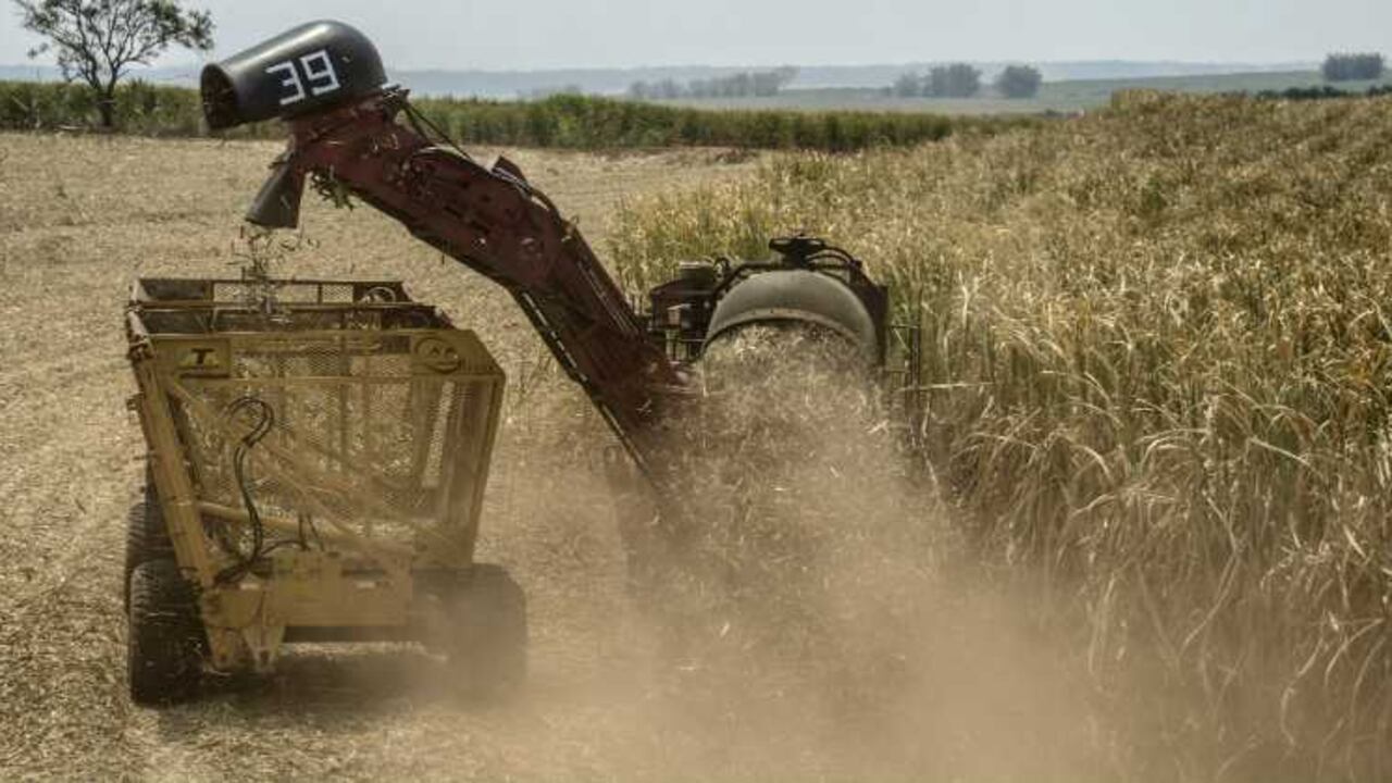 El etanol 2G puede representar, además, un nuevo impulso para la industria azucarera de Brasil tras años de falta de inversiones y crisis.